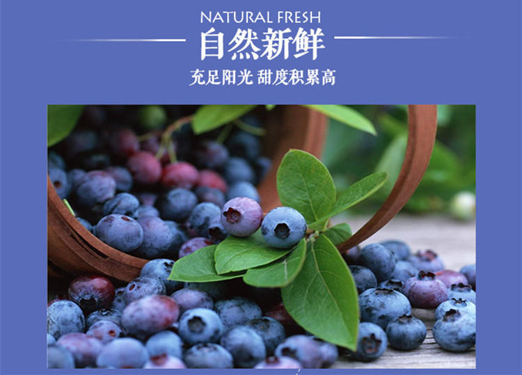 航头 建德馆 平坡谷生态有机新鲜蓝莓鲜果买3盒盒375g江浙沪顺丰包邮