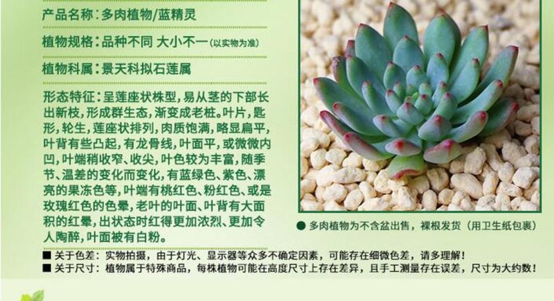 【多肉植物】蓝精灵蓝苹果组合盆栽花卉 办公室内防辐射小绿植易养