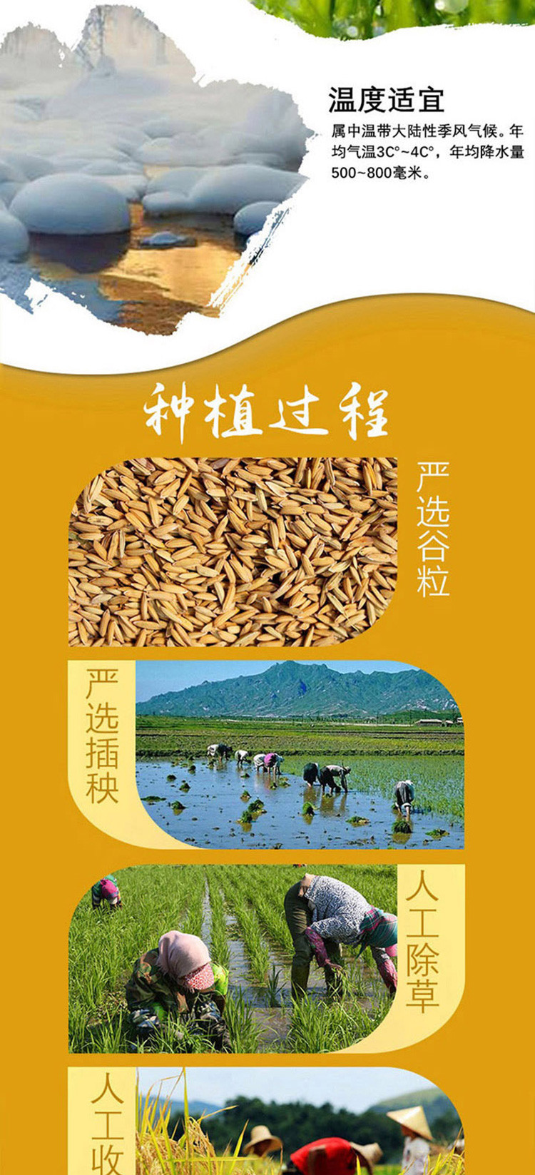 十月稻田  长粒香米 5kg