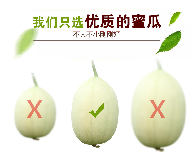 台州土特产东方密1号农家现采现发甜瓜孕妇新鲜水果香脆可口9斤