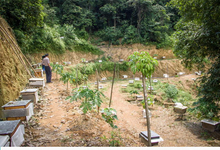 润至园 【广州馆】润至园 荔枝蜜500g