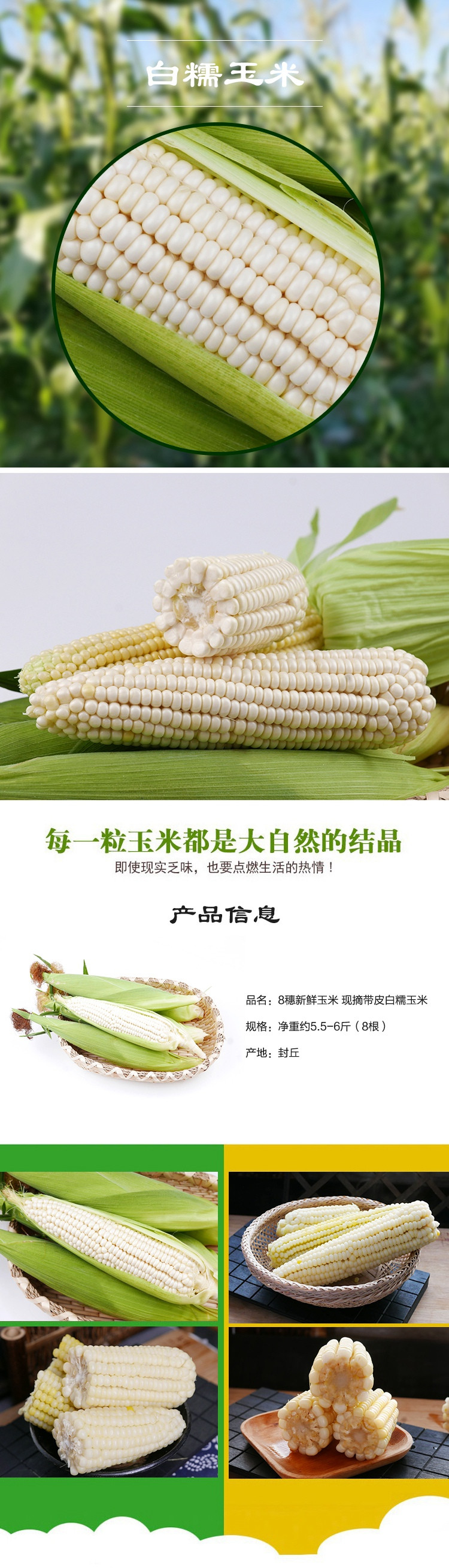 8穗新鲜玉米 现摘带皮白糯玉米 净重约5.5-6斤（8根）
