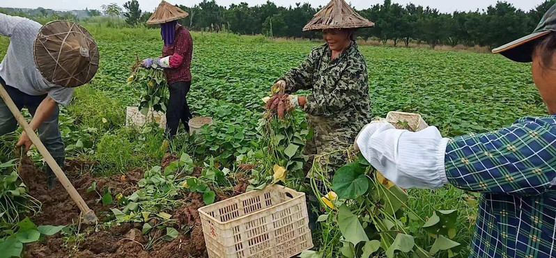 【邮政助农】衢州农家自种现挖金手指迷你小香薯番薯小地瓜连箱重3斤包邮