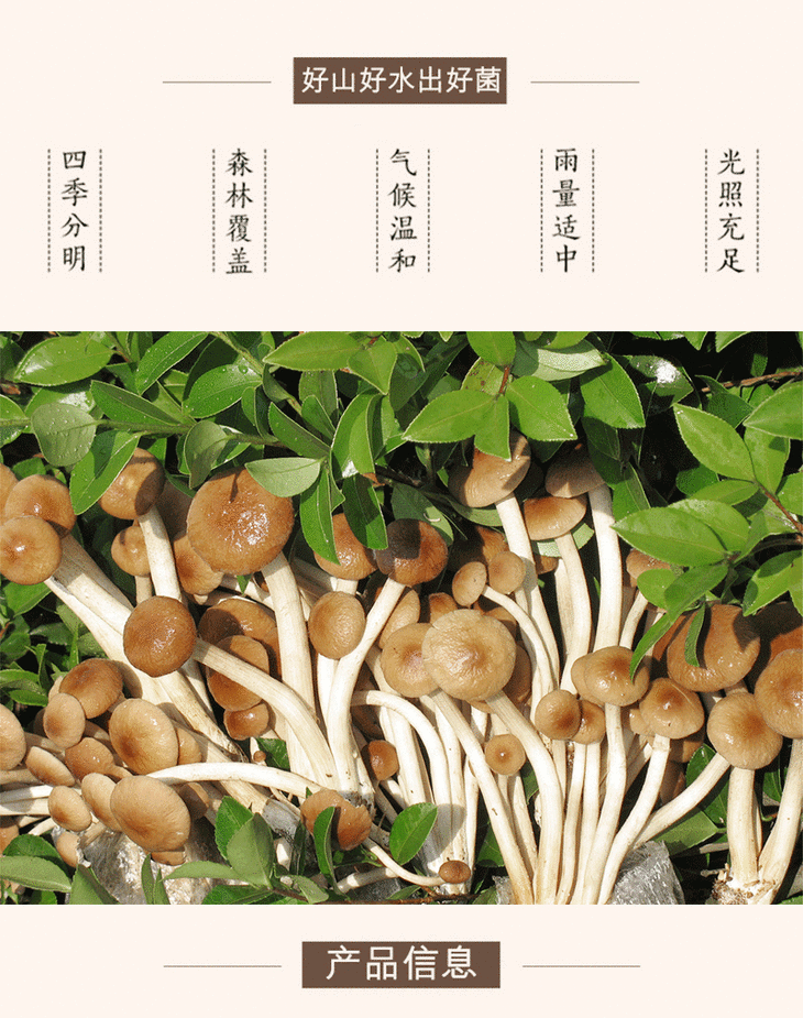 【千岛农品】千岛湖茶树菇200g