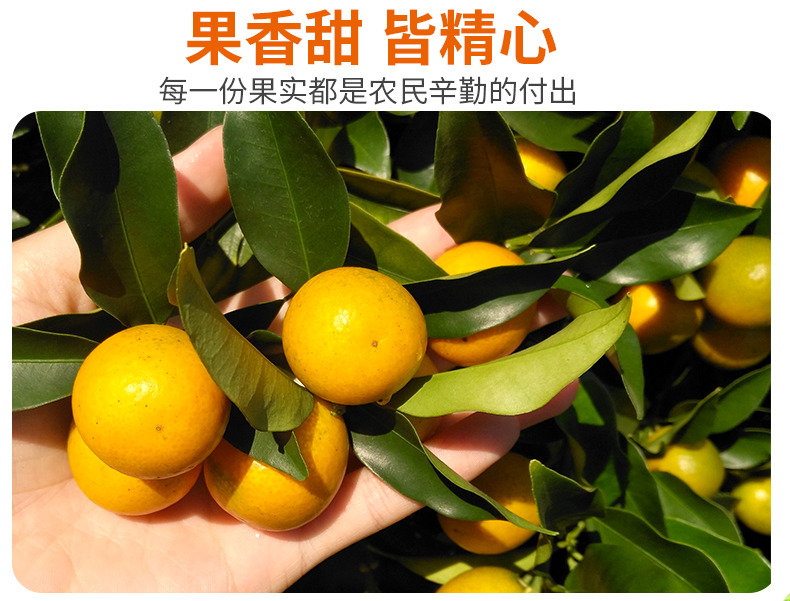 【桂林助农扶贫】桂林阳朔古板金桔 3斤/5斤 粒粒精选 甘甜润嗓 预售 1月9日之前陆续发货