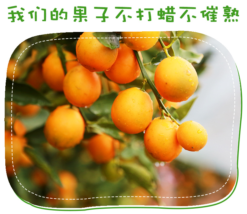 【桂林助农扶贫】桂林阳朔古板金桔 3斤/5斤 粒粒精选 甘甜润嗓 预售 1月9日之前陆续发货