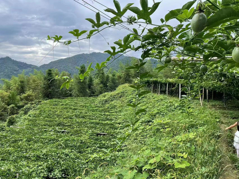 资源高山紫皮百香果新鲜水果 紫香台农百香果 现摘现发 优级大果 5斤礼盒装