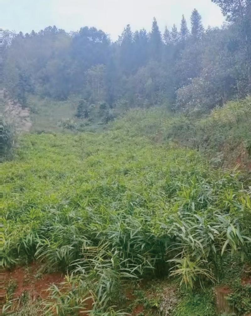 邮鲜生 广西山地中小黄姜