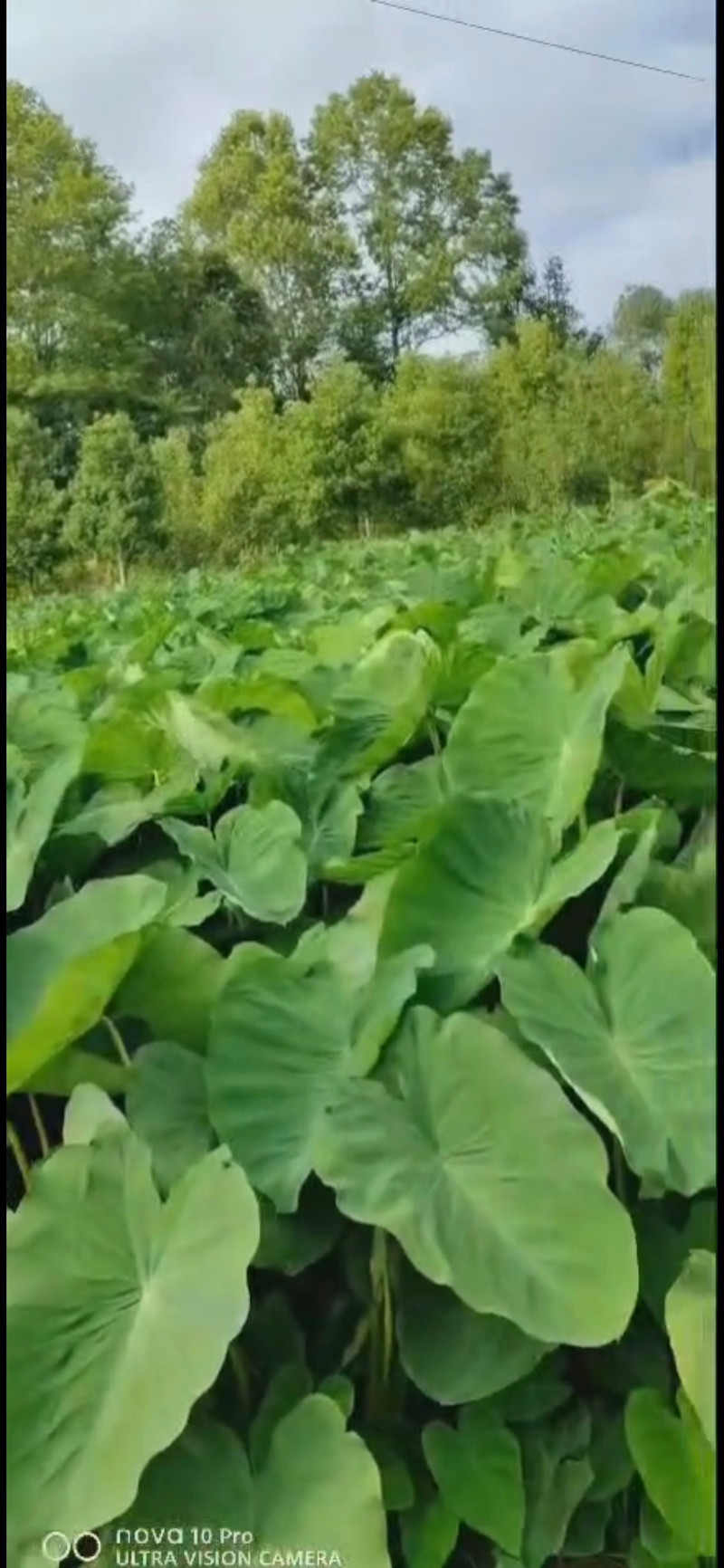 邮鲜生 广西红芽小芋头农家自种 （大小混发）