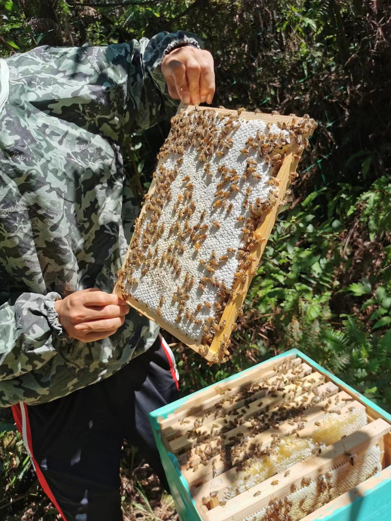 缘芝宝 【浙江龙泉】土蜂蜜500g1罐