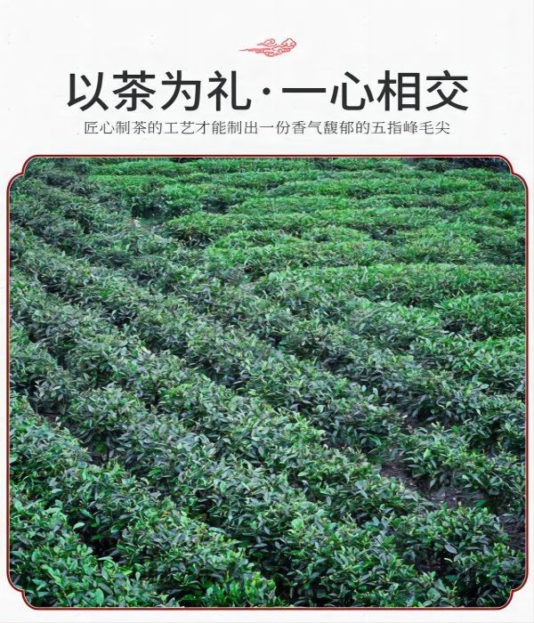 赣南五指峰 上犹五指峰 高山茶（250g/袋）