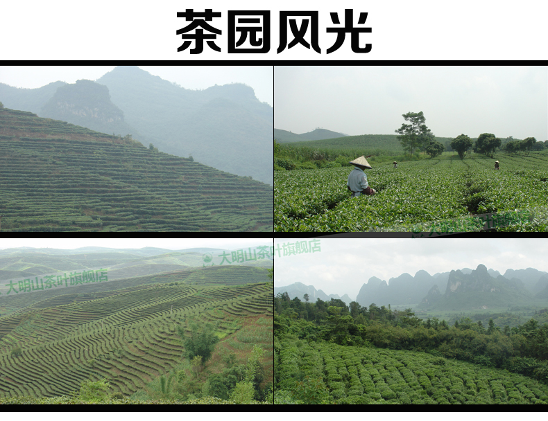 2020新茶【中国农垦】大明山 质量可溯源 有机绿茶 凌云白毫茶 茶叶礼盒 绿茶 160g
