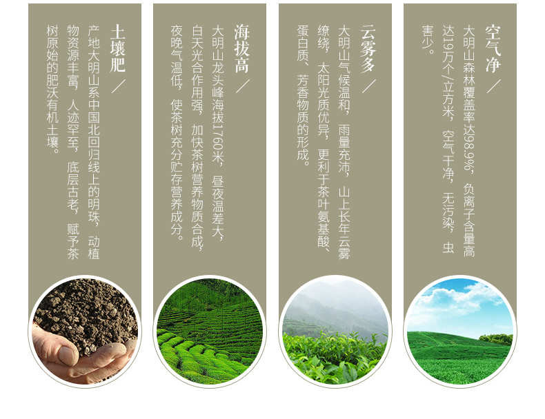 【中国农垦】大明山  广西农垦茶叶 质量可溯源  新茶  绿茶 清明茶 100g*2袋