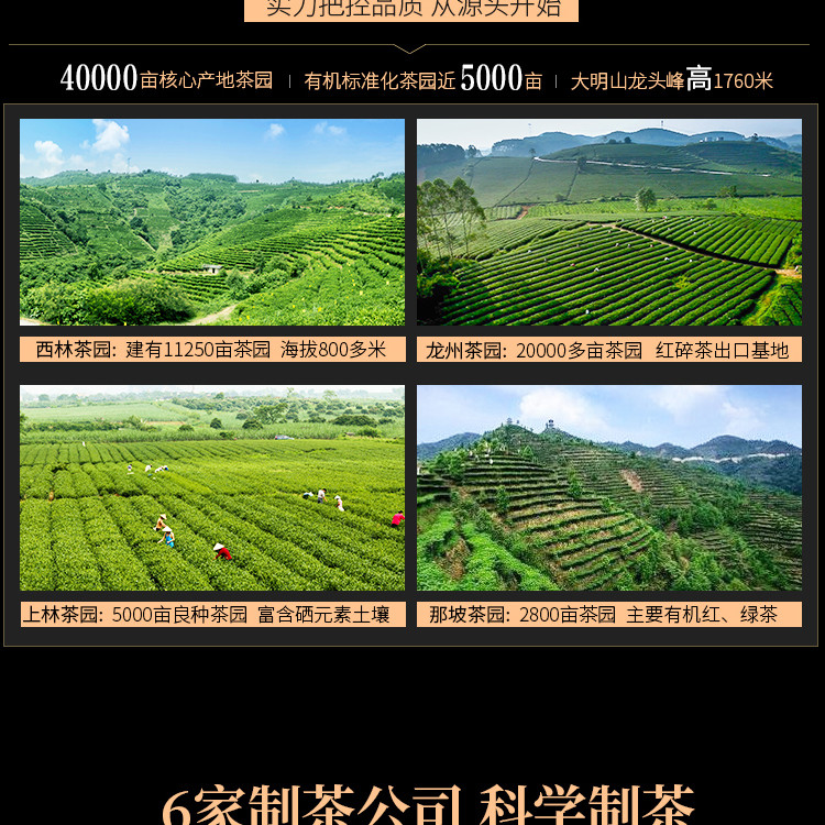 【中国农垦】大明山 2020新茶 绿茶100g