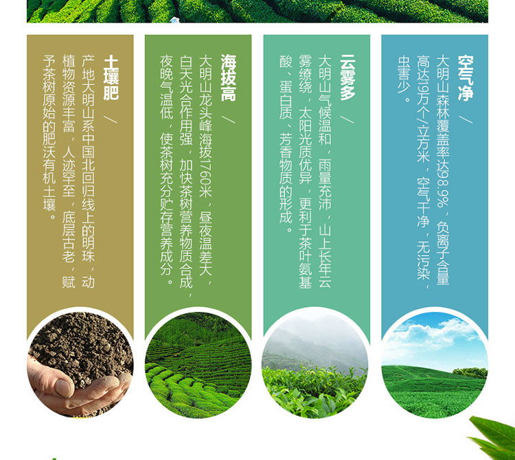  【2020新茶】大明山 绿茶 散装碧螺春 嫩芽碧螺春 浓香型125g/袋