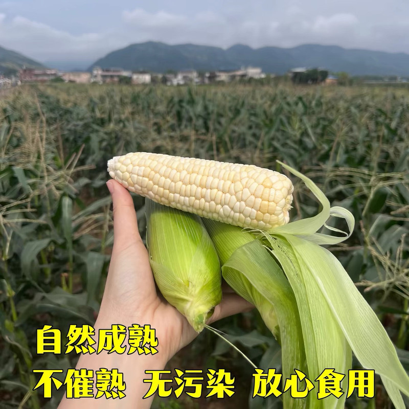 农家自产 石壕高山现摘新鲜928甜糯玉米【綦江馆】