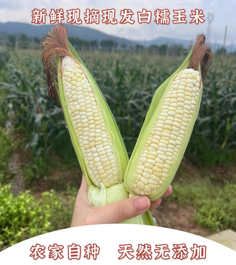 农家自产 綦江隆盛现摘新鲜甜糯玉米【綦江馆】