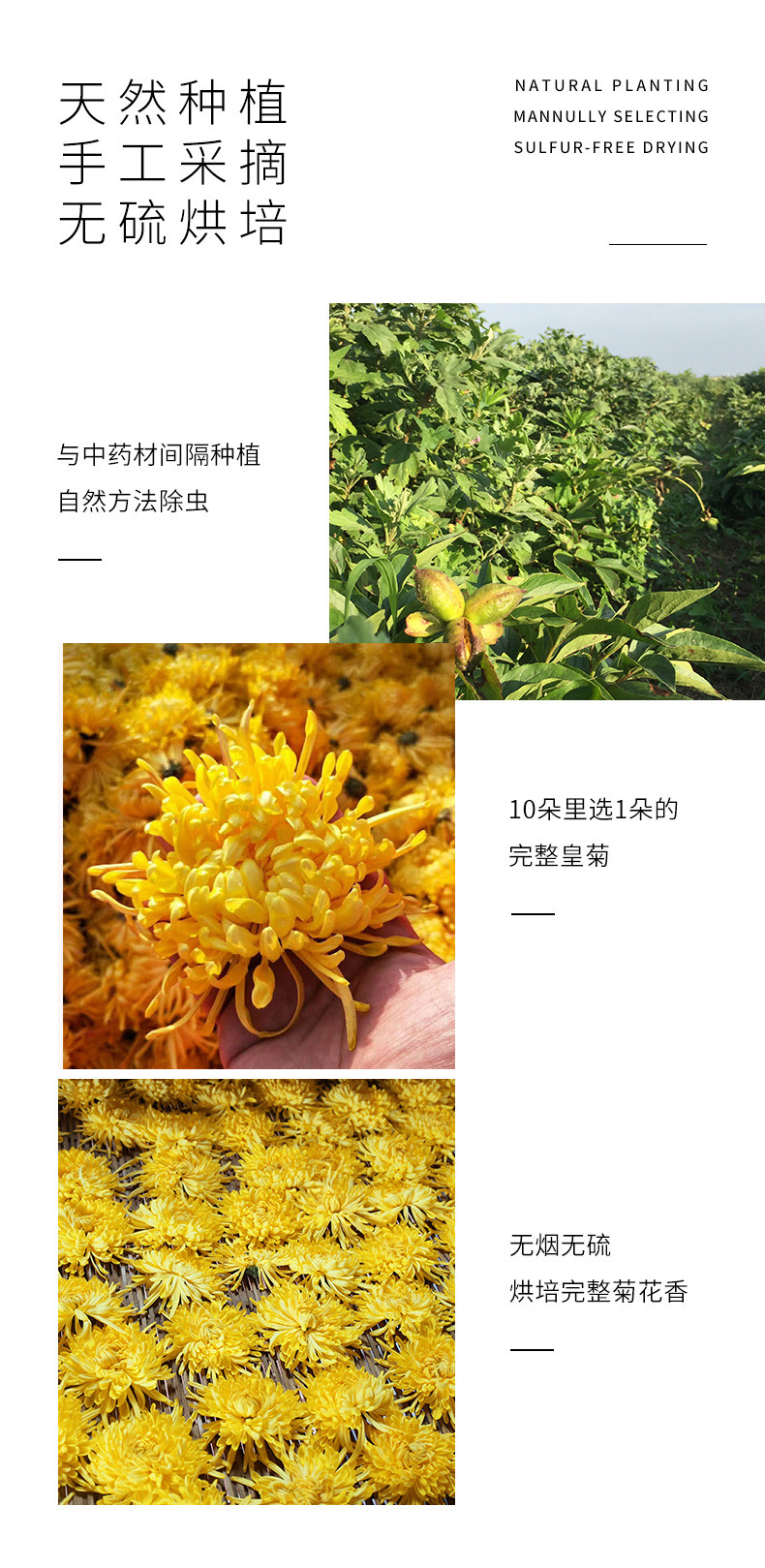 锦屏【金丝黄菊】菊花茶 100g/罐 省内包邮