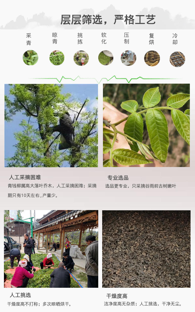 凯里青钱柳茶【规格100g / 250g】全国包邮 偏远地区及港澳台不发货