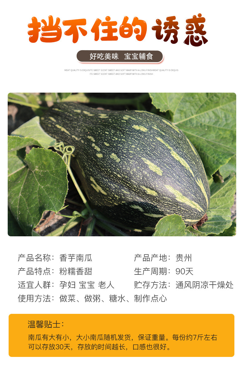 【锦屏香芋南瓜】当季蔬菜 新鲜美味 营养丰富 2-3个装（约7斤）省内包邮发货周期5-7天