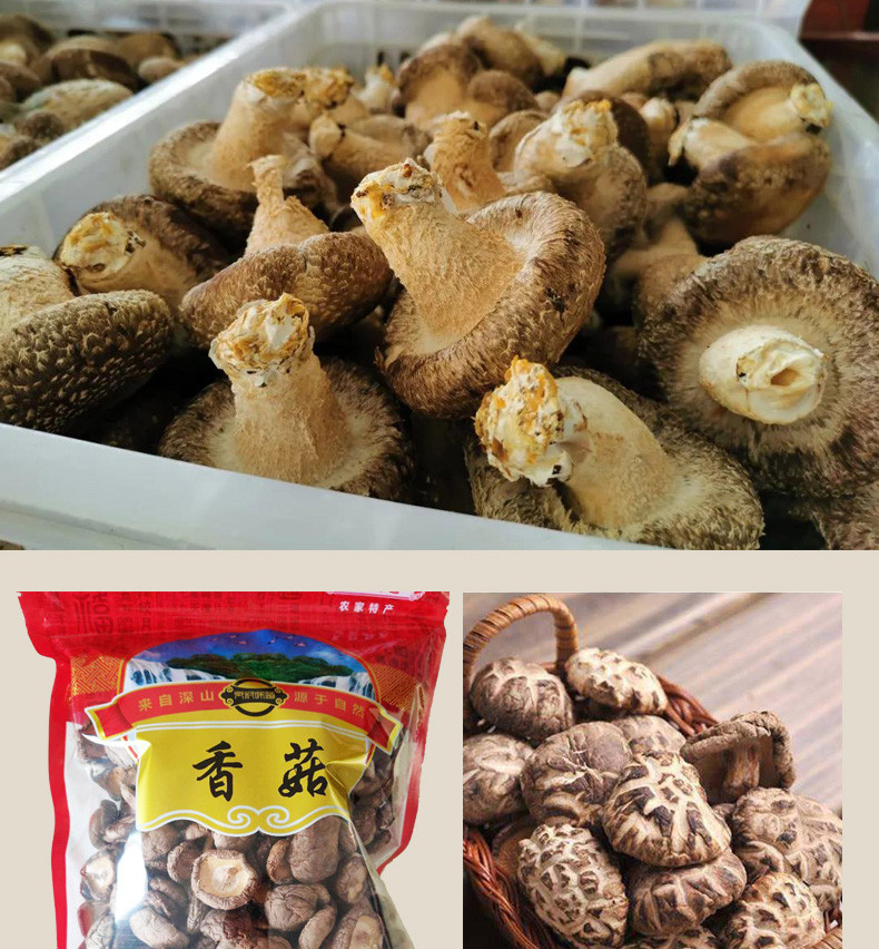  岑巩【思菇味·干茶树菇/干香菇】肉质厚实 菇香浓郁 现摘现烘 500g/250g装 全国包邮