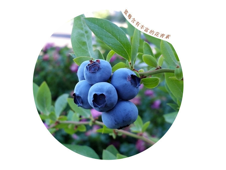蓝笑 【麻江蓝莓原浆酒】特级蓝莓红酒（半甜型）蓝莓原浆酒750ml