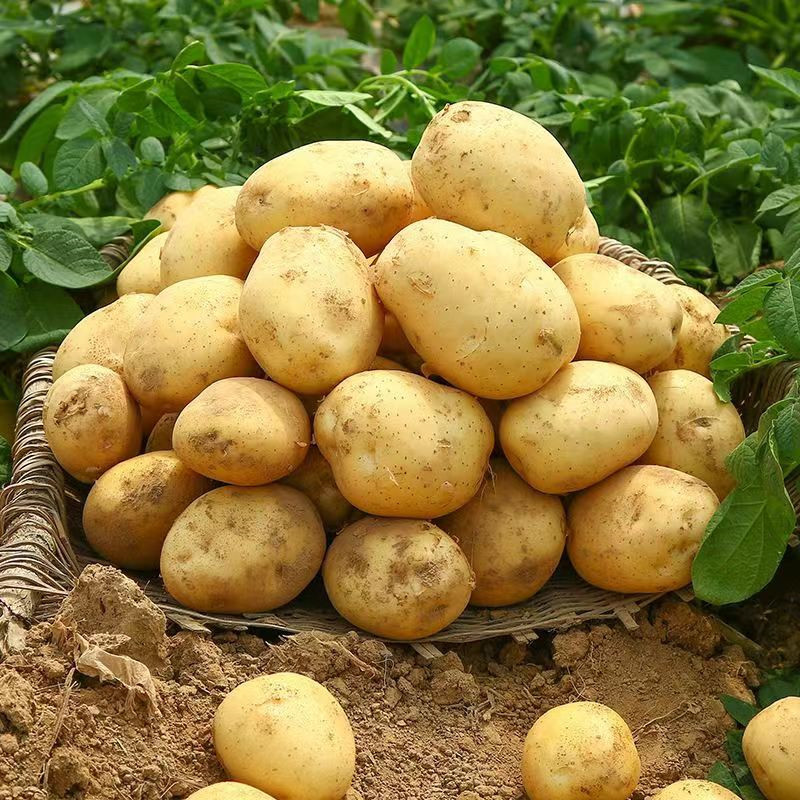 【土豆】丹寨2022年新鲜土豆