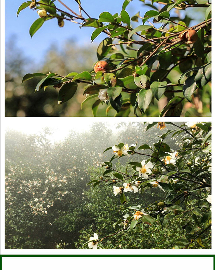 云照山 【买1送1】贵州锦屏【云照山山茶油】物理压榨食用油 山茶油