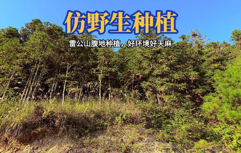 农创首岭 贵州雷公山【新鲜天麻】现挖 产地直发 包邮