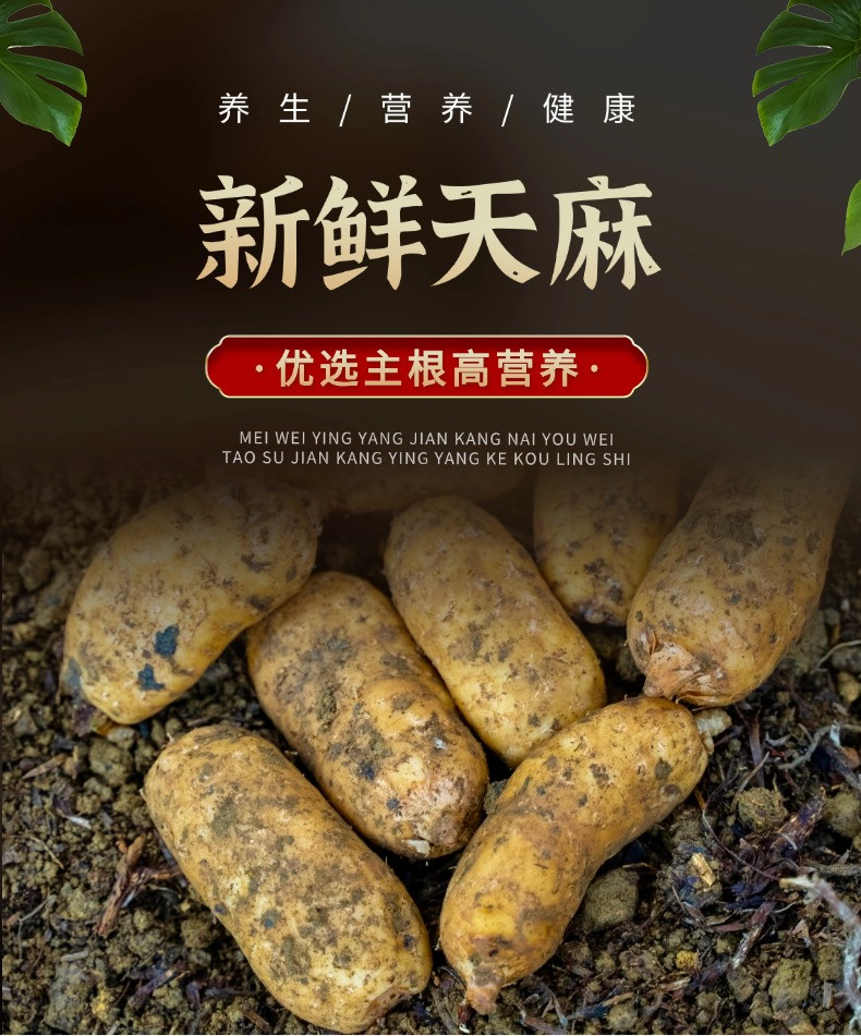 农创首岭 贵州雷公山【新鲜天麻】现挖 产地直发 包邮