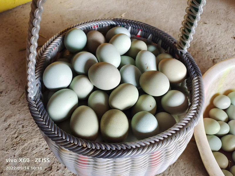 农家自产 【涪陵邮政】绿壳鸡蛋25枚*1盒