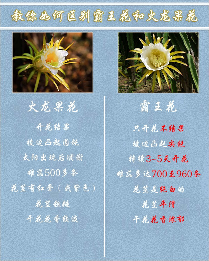 粤色 【肇庆馆】剑花