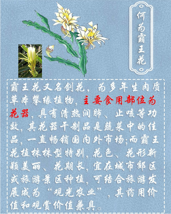 粤色 【肇庆馆】剑花