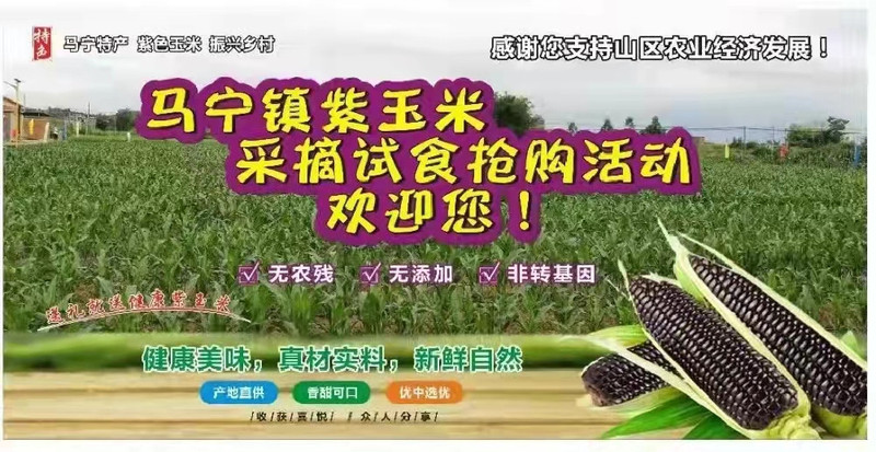 【肇庆馆 】怀集县马宁镇紫玉米5斤装 黑玉米 包邮