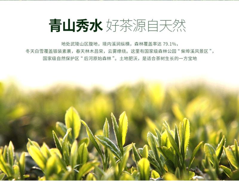 【五峰馆】采花毛尖新茶现货   悠然系列罐装绿茶100g