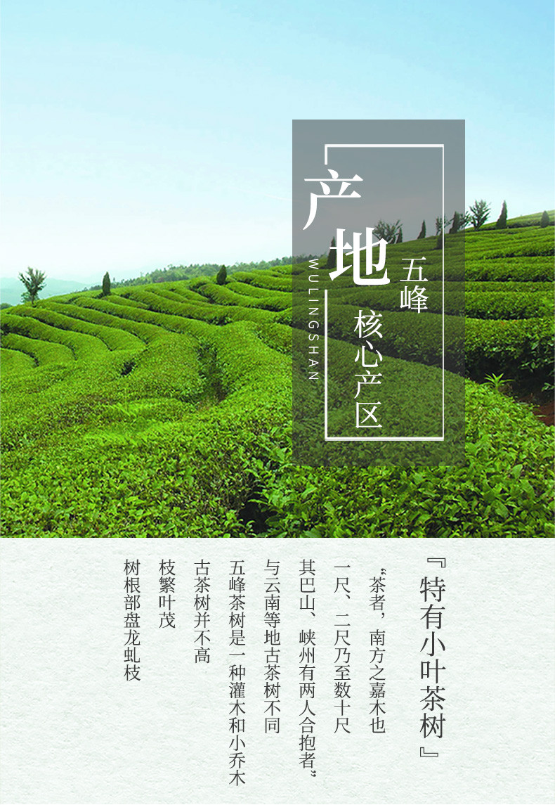 2023新茶上市 采花毛尖品韵梅贡芽特级192g五峰绿茶 自饮送礼皆宜