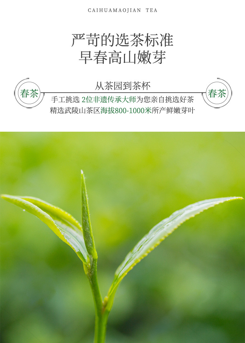 2023新茶上市 采花春芽（金标）100g芽茶特级 自饮推荐