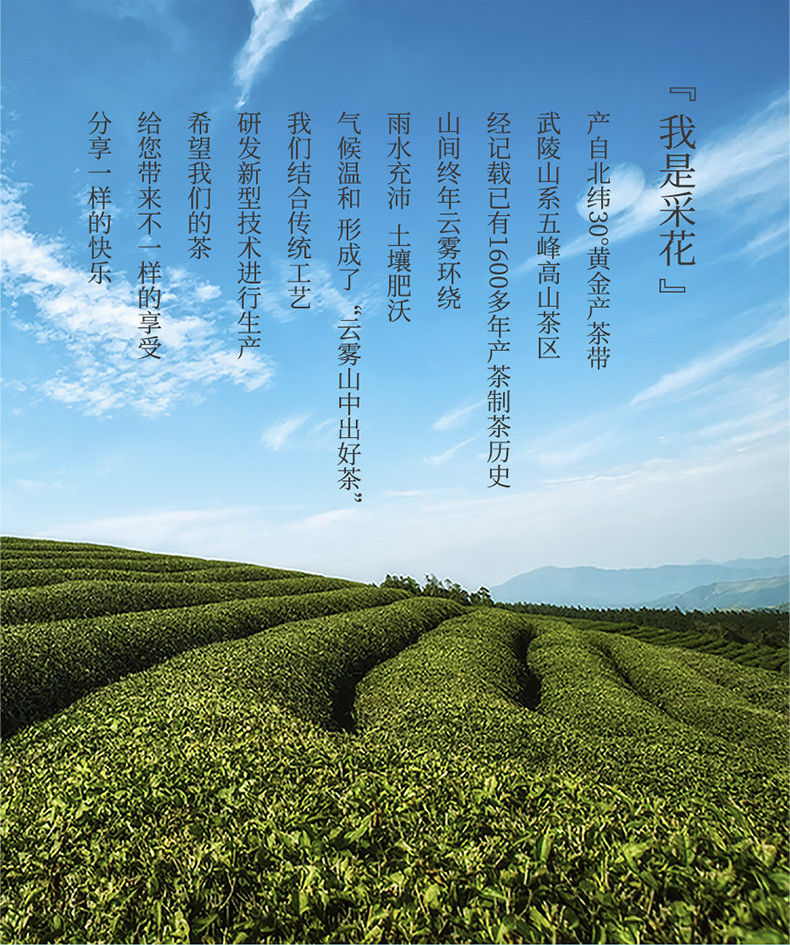 2023新茶采花鲜享品鲜条装礼盒茶 152g湖北五峰高山绿茶 送礼自饮皆宜 独立小包