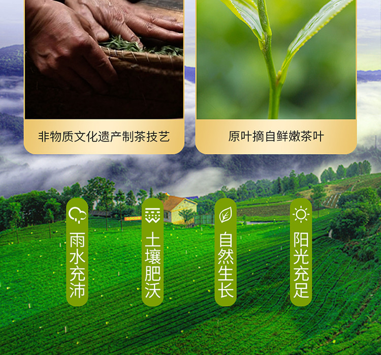 2023新茶采花毛尖百圆惠五峰毛尖一级250g【拍1发2】