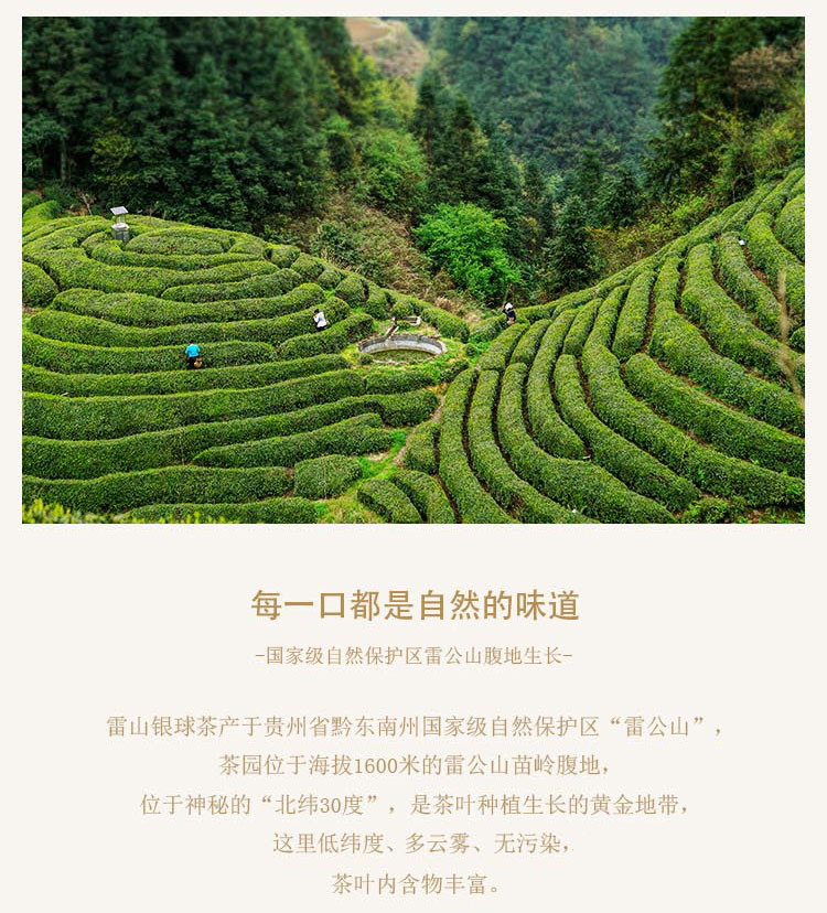 雷山云 雷山银球茶（一级）