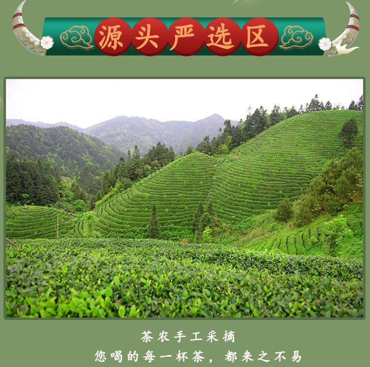 雷山云 雷山银球茶（特级）