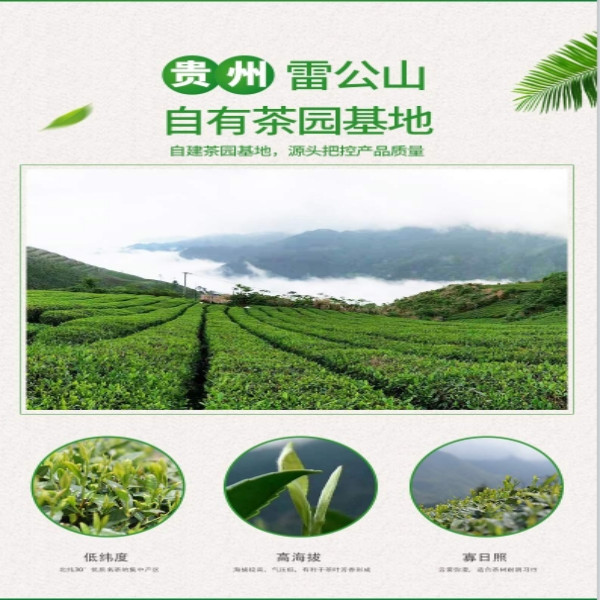 脚尧茶业 高山绿茶特级50g/听