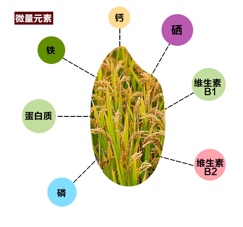 【洛阳金融积分兑换】康健自然香大米（邮政网点自提）