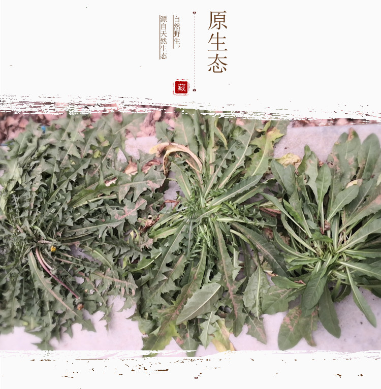 【河南邮政】嵩州本草蒲公英茶 24袋*5克 礼盒装