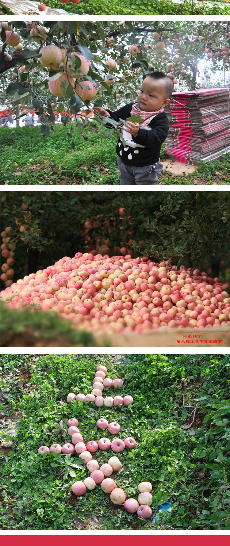 红谷源 【溯源直播】洛宁上戈苹果约6.3-6.5斤