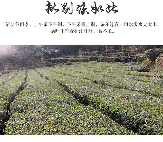 【利川】问玄2018年新茶绿茶鑫丰·初心袋装200g