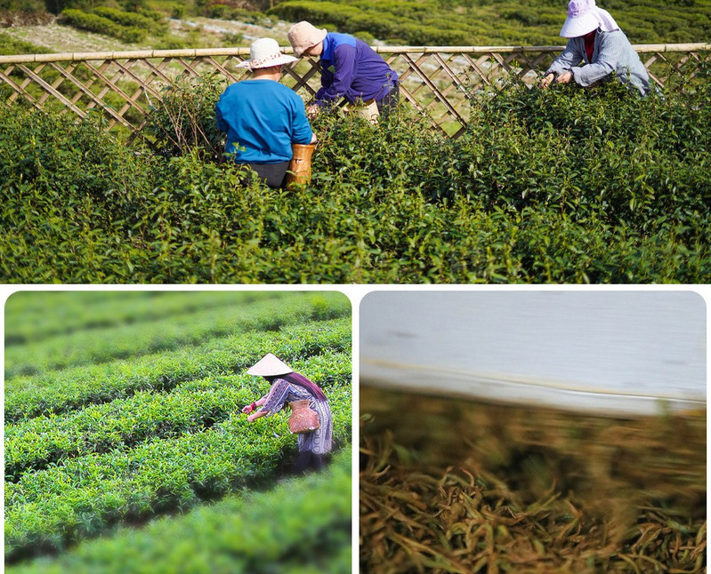 星斗山 茶叙东方