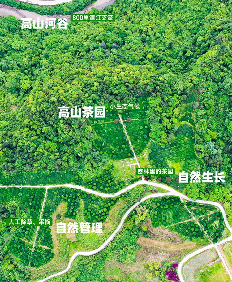 星斗山 悦·香 2024年红茶