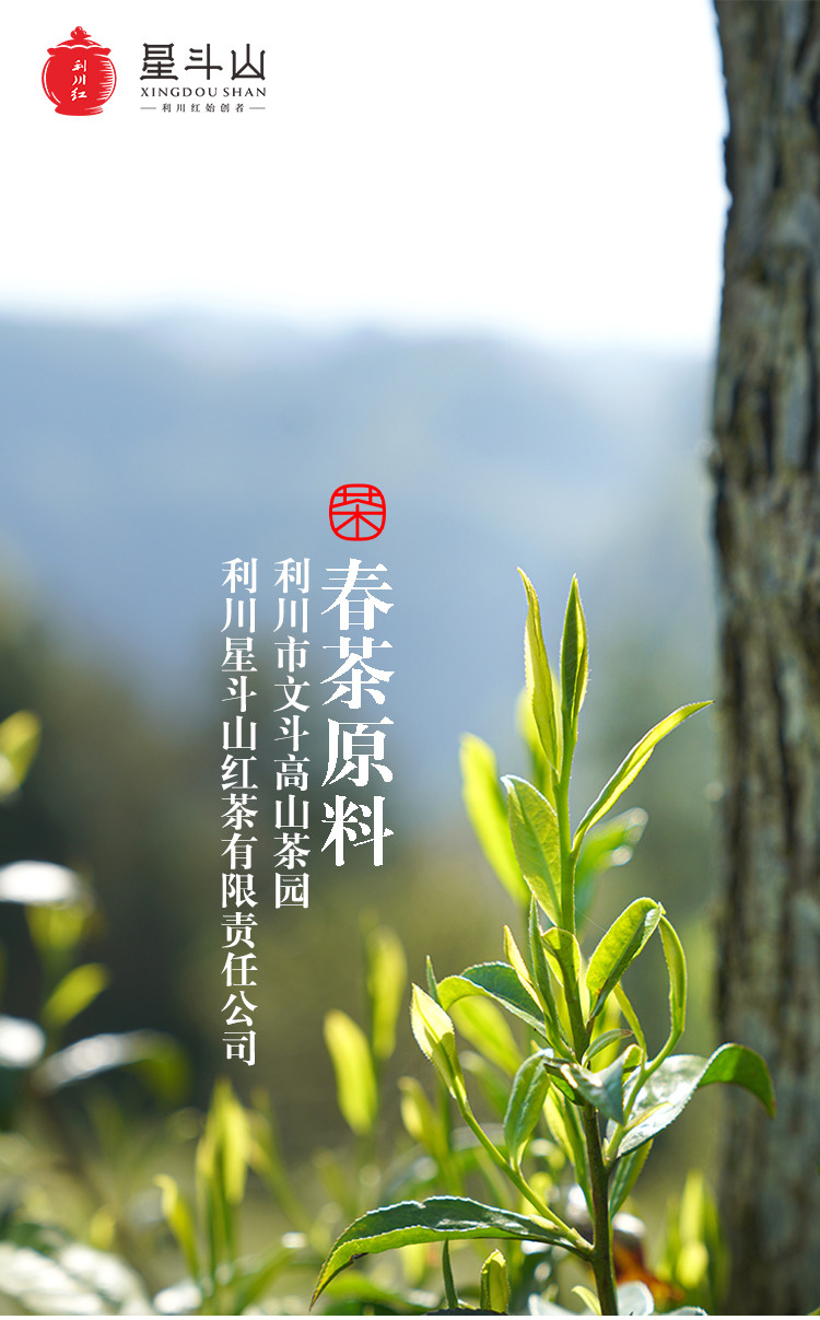 星斗山 桂花红茶