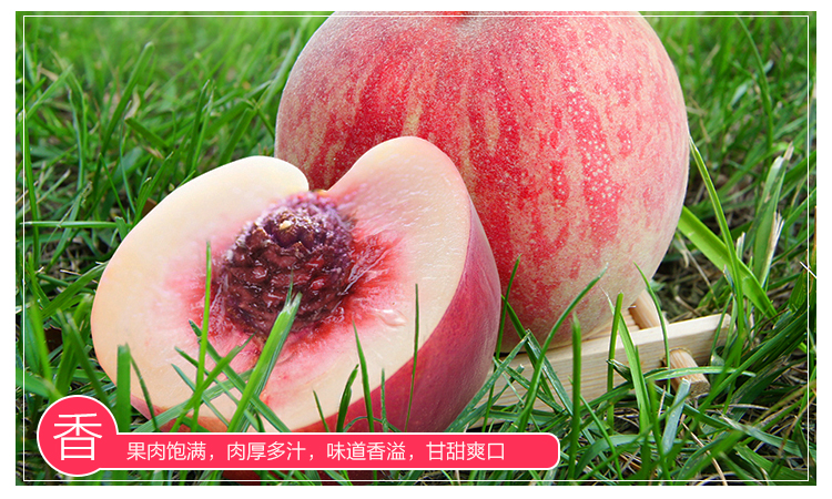 农家自产 【会员享实惠】白庙水蜜桃 净重4-5斤单果150g-250g